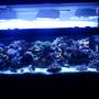 200 gallons reef tank (mostly live coral and fish) - Not a great photo. Only FTS I have on this machine.
