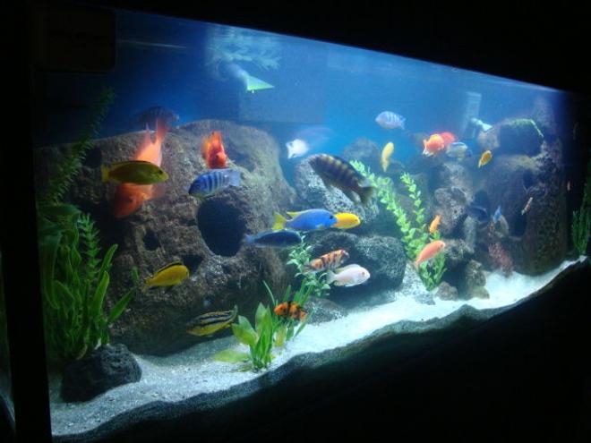 125 gallons freshwater fish tank (mostly fish and non-living decorations) - my 125 gallon cichlid tank