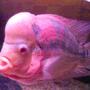 freshwater fish - cichlasoma sp. - flower horn cichlid stocking in 84 gallons tank - Male Flowerhorn 12 inches. giant hump.