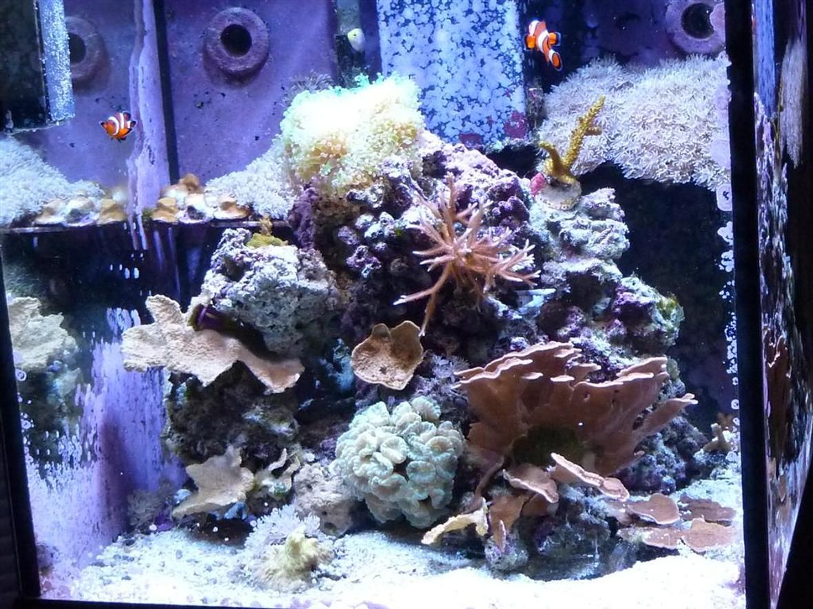 30 gallons reef tank (mostly live coral and fish) - 30 gallon oceanic cube