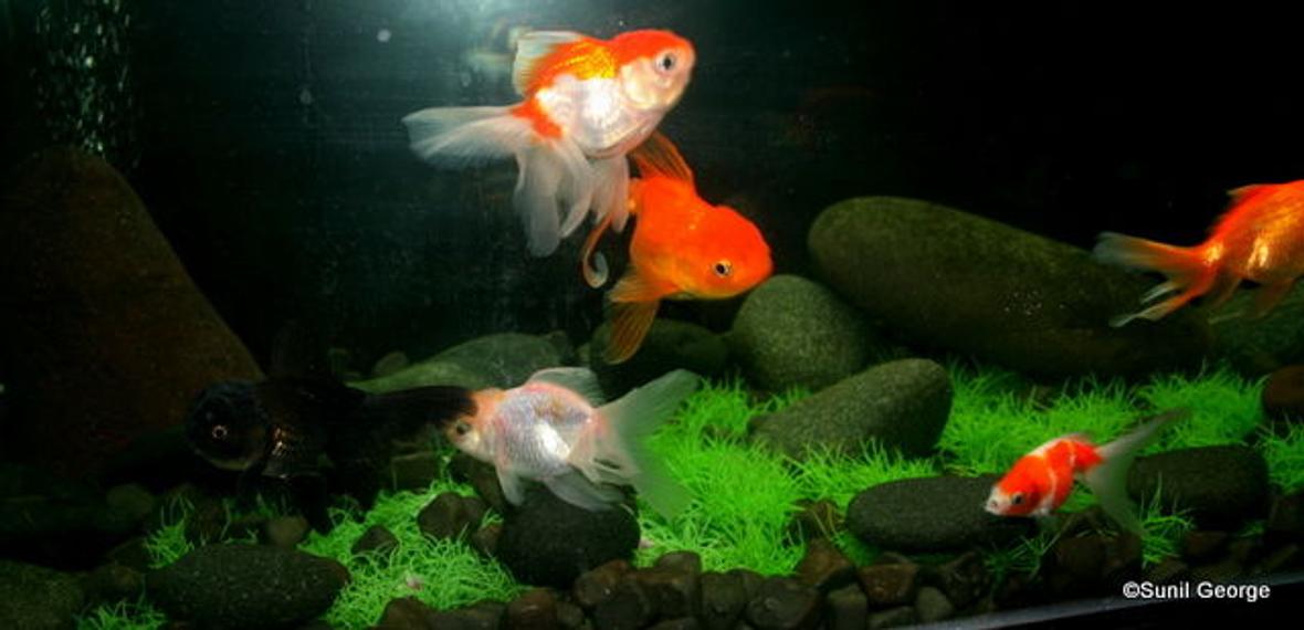 fish tank picture - All Posing !