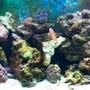 fish tank picture - 12/09