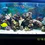 fish tank picture - 12/09