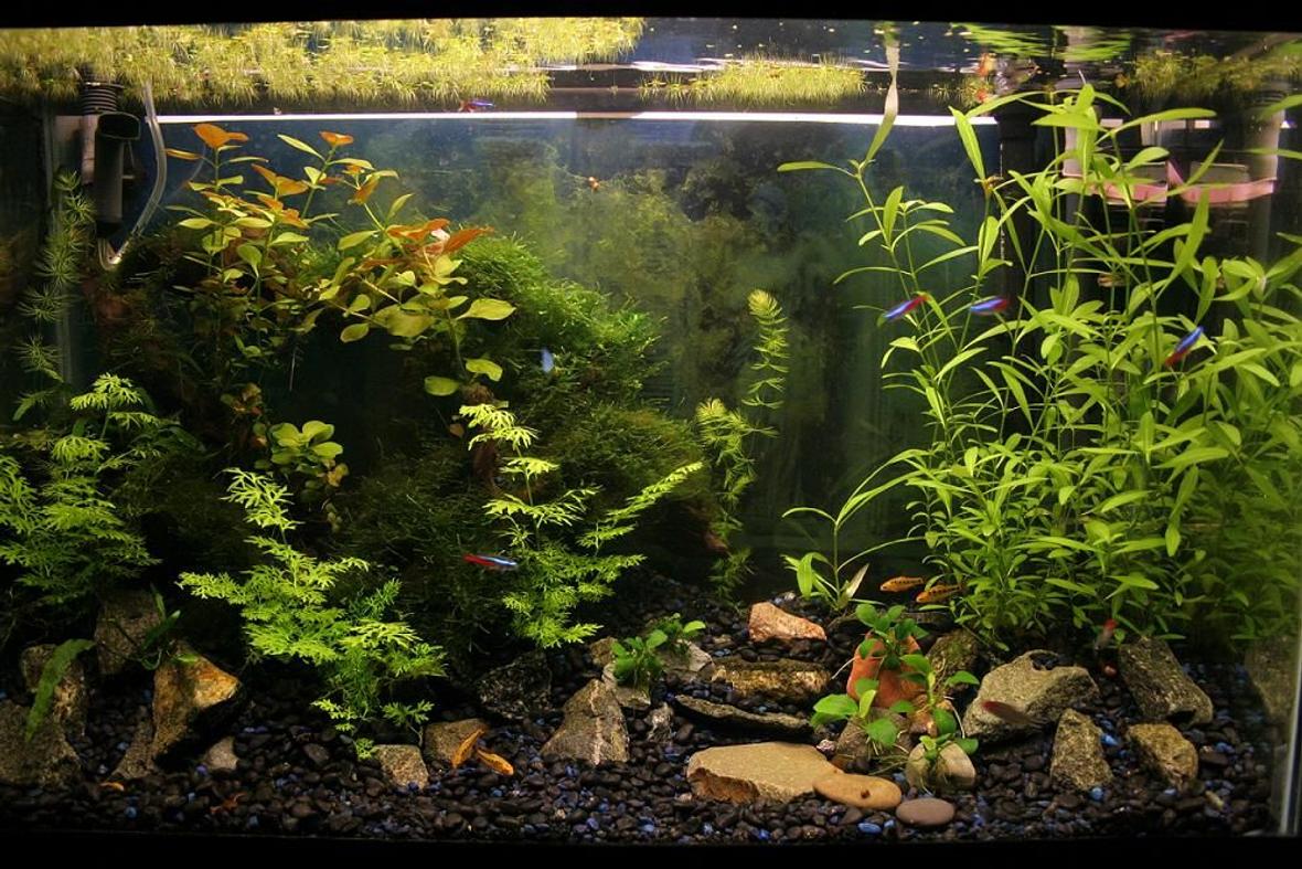 29 gallons planted tank (mostly live plants and fish) - My work in progress :)