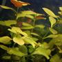 fish tank picture - Ludwigia Repens