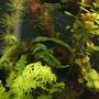 fish tank picture - Java Fern