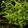 fish tank picture - Hygrophila Polysperma