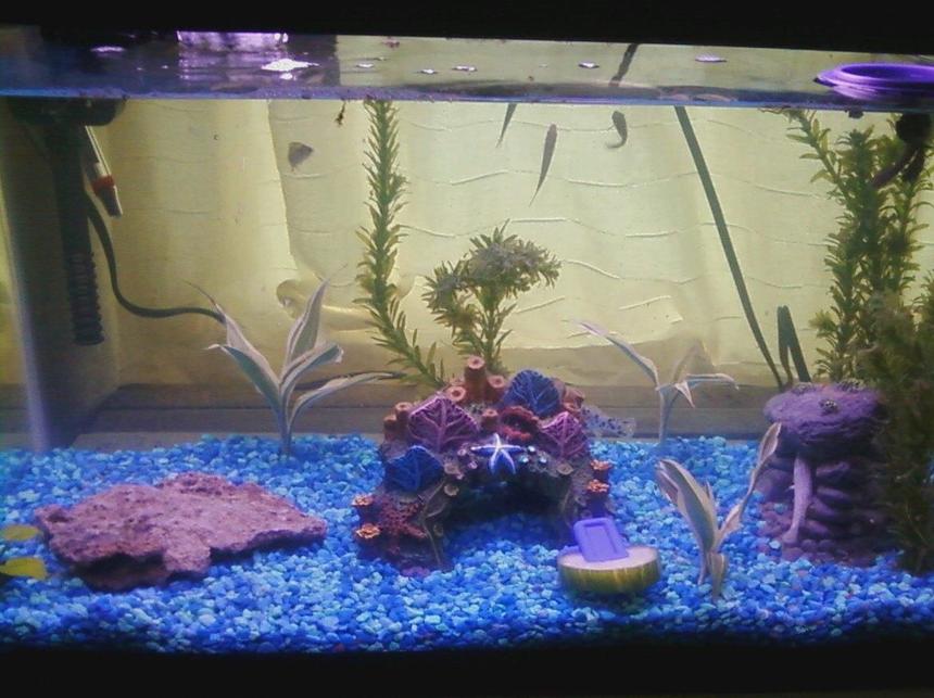 Rated #3870: 10 Gallons Freshwater Fish Tank - This is my 10g aquarium.
