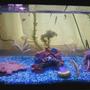 10 gallons freshwater fish tank (mostly fish and non-living decorations) - This is my 10g aquarium.
