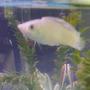 freshwater fish - poecilia latipinna - silver molly stocking in 10 gallons tank - This is my male silver molly.