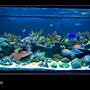 175 gallons reef tank (mostly live coral and fish) - Main tank full shot Dec 2009.