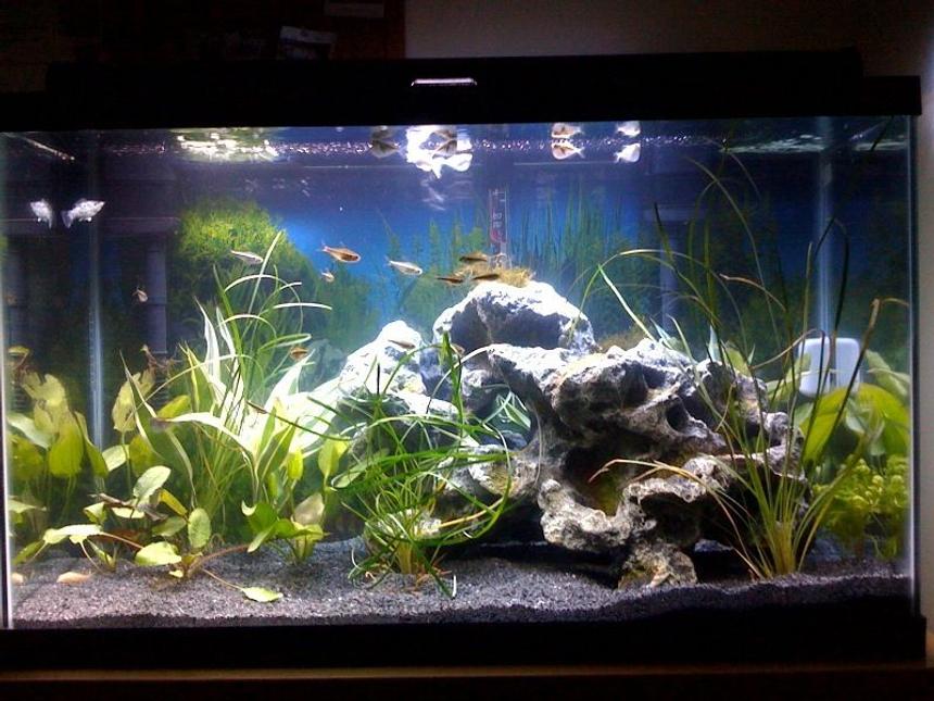 Rated #56: 29 Gallons Freshwater Fish Tank - Whole Tank
