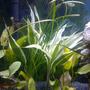 fish tank picture - Plants