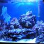 29 gallons reef tank (mostly live coral and fish) - My 29 gal soon to be reef