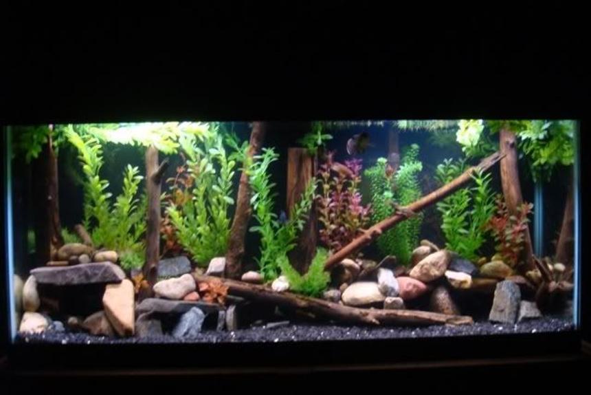 Rated #30: 55 Gallons Freshwater Fish Tank - 55 gallon
2 green terrors
severum
convict
senegal bichir