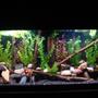 55 gallons freshwater fish tank (mostly fish and non-living decorations) - 55 gallon 2 green terrors severum convict senegal bichir