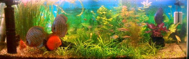 100 gallons planted tank (mostly live plants and fish) - My Planted Tank