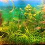 100 gallons planted tank (mostly live plants and fish) - My Planted Tank