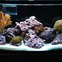 46 gallons reef tank (mostly live coral and fish) - 1yr old 46 BOWFRONT Reef Tank in progress.