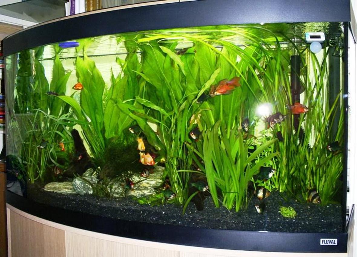 57 gallons planted tank (mostly live plants and fish) - Fluval 260 litre Vicenza planted aquarium
