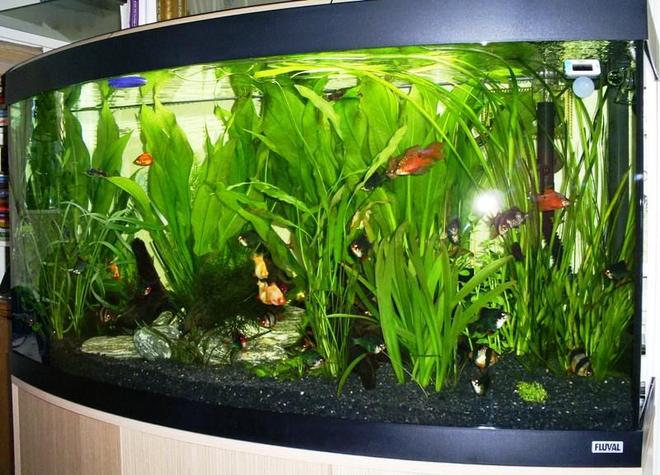 57 gallons planted tank (mostly live plants and fish) - Fluval 260 litre Vicenza planted aquarium