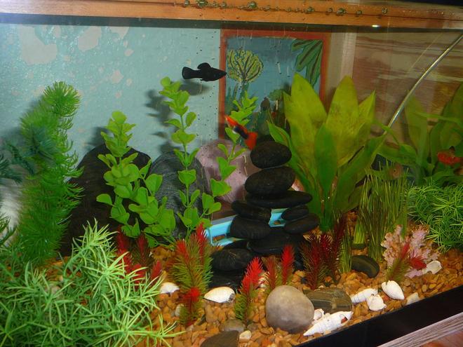 20 gallons freshwater fish tank (mostly fish and non-living decorations) - a bunch of little fish