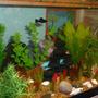 20 gallons freshwater fish tank (mostly fish and non-living decorations) - a bunch of little fish