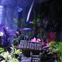 fish tank picture - another close up shot