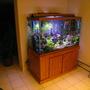 fish tank picture - colors
