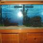 fish tank picture - Add