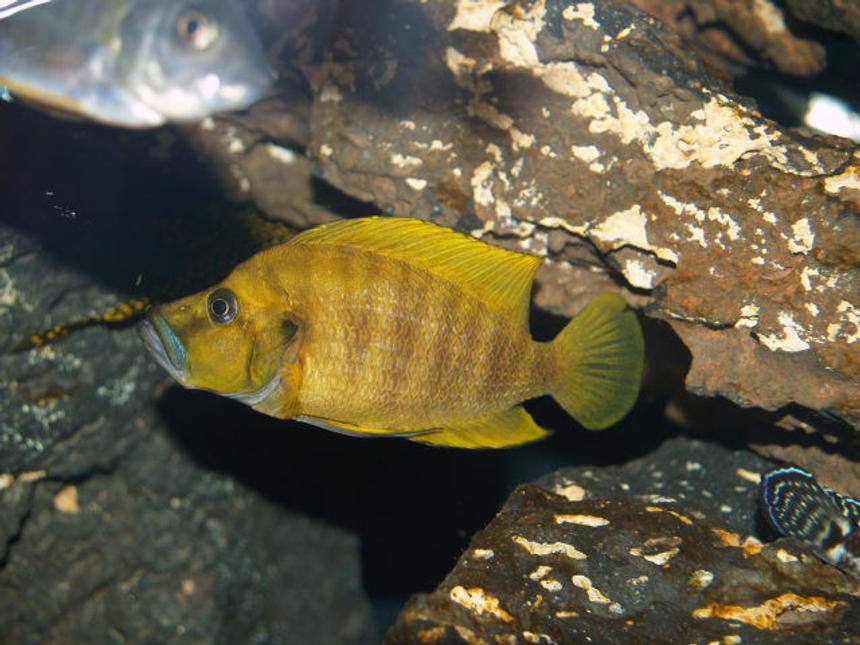 Rated #247: Freshwater Fish - Altolamprologus Compressicep - Gold Head Compressicep Cichlid Stocking In 150 Gallons Tank - One of my fav of the tank. Orange compressicep