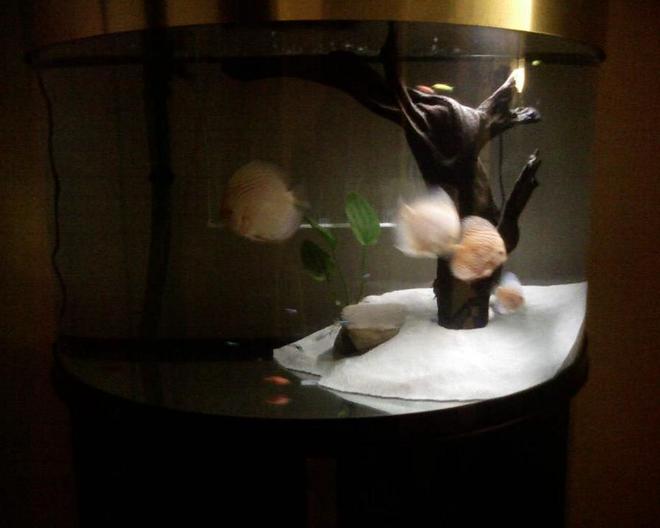 76 gallons freshwater fish tank (mostly fish and non-living decorations) - extra2