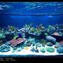 175 gallons reef tank (mostly live coral and fish) - Center tank shot