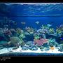 fish tank picture - Left tank shot