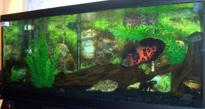 75 gallons freshwater fish tank (mostly fish and non-living decorations) - my 75 gallon Tiger Oscar tank