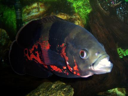 freshwater fish - astronotus ocellatus - tiger oscar stocking in 75 gallons tank - 1 year old Tiger Oscar
