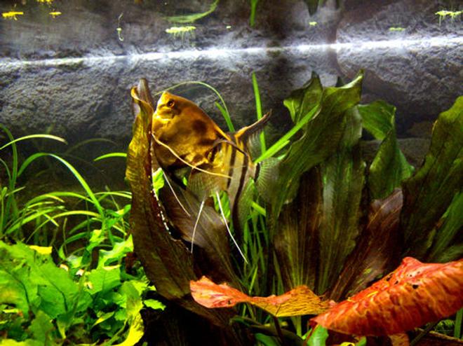 freshwater fish - pterophyllum sp. - silver zebra angel stocking in 40 gallons tank - Scalari in deposizione