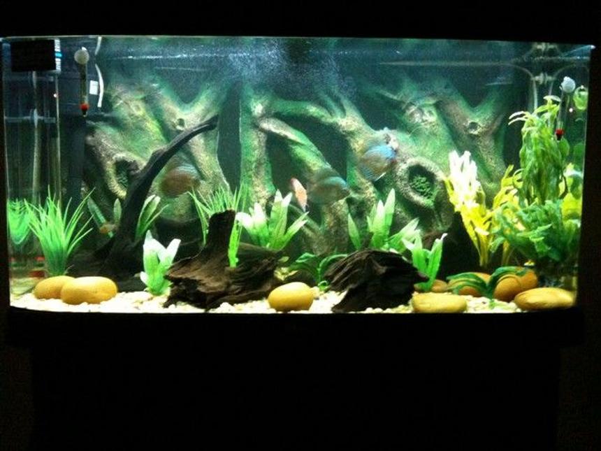 Rated #52: 55 Gallons Freshwater Fish Tank - discus habitat
