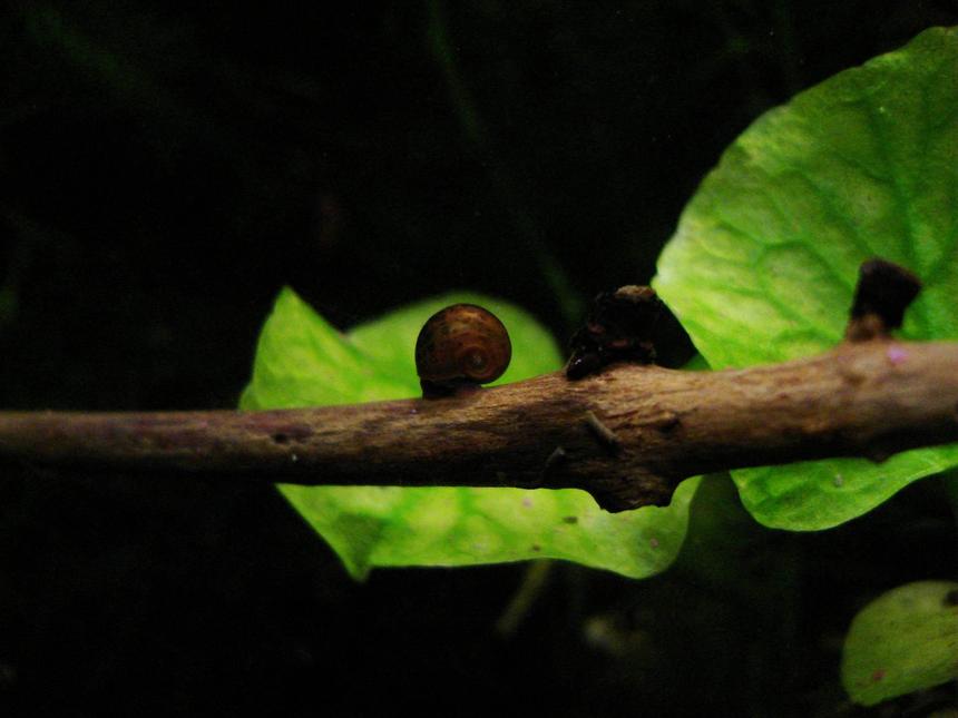 Rated #68: Corals Inverts - Planorbis Sp. - Ramshorn Snail Stocking In 75 Gallons Tank - ramshorn snail