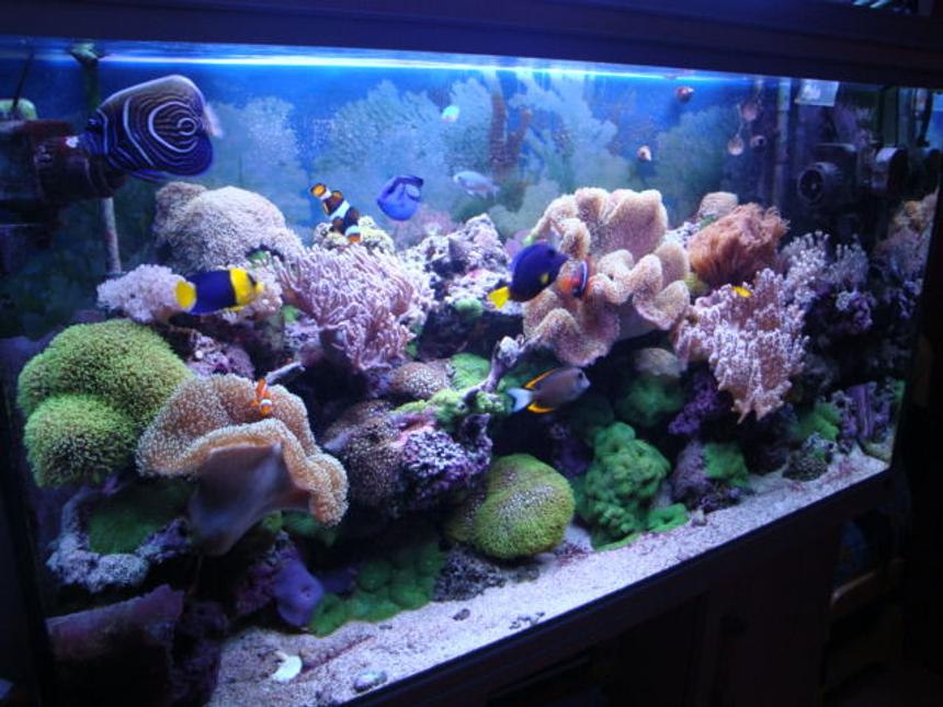 Rated #19: 65 Gallons Reef Tank - Reef Tank 2009
