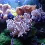 fish tank picture - Another fish and coral shot