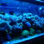 fish tank picture - Actinic View