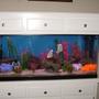 fish tank picture - up date