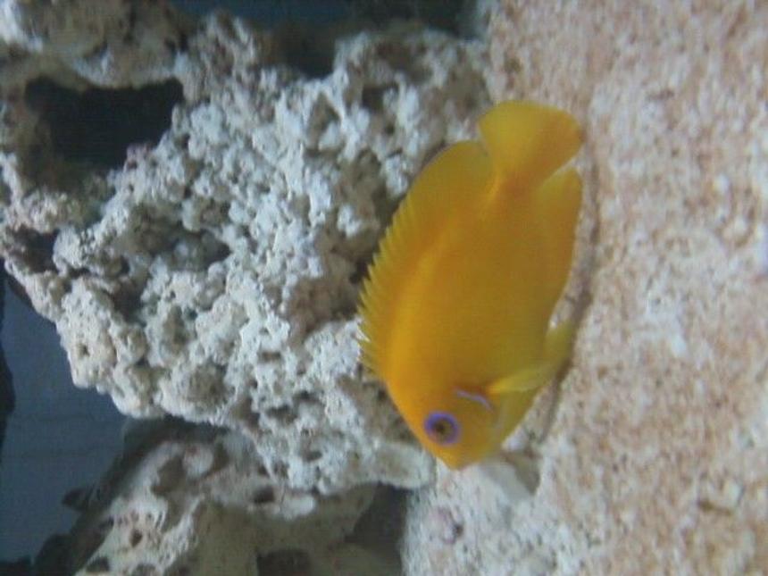 Rated #69: Saltwater Fish - Centropyge Flavissima - Lemonpeel Angelfish Stocking In 75 Gallons Tank - lemonpeel angelfish