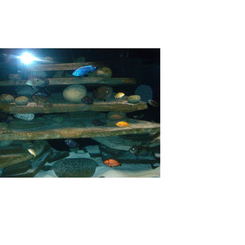 Rated #251: Freshwater Fish Stocking In 150 Gallons Tank