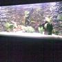 fish tank picture - Its a Corner Tank build on round staircase corner with 5Ft Front and 2Ft Height , external Canister Filter, 2 Floral 40W and 1 Blue Light