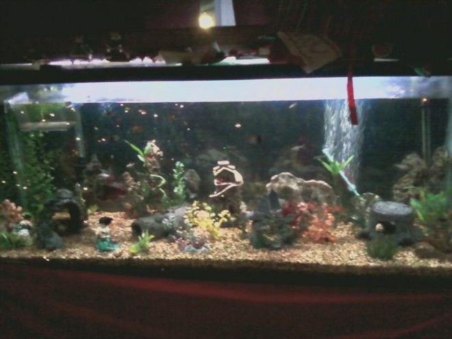 75 gallons freshwater fish tank (mostly fish and non-living decorations) - my 125G community tank, guppies, danios (lepord and zebra), swordtails, dojo loach, tiger barbs, scissortails, striped tetras, serpe tetras, chinese algea eaters, and others