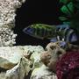 freshwater fish - nimbochromis venustus - venustus cichlid stocking in 100 gallons tank - Venustus & Frontosa