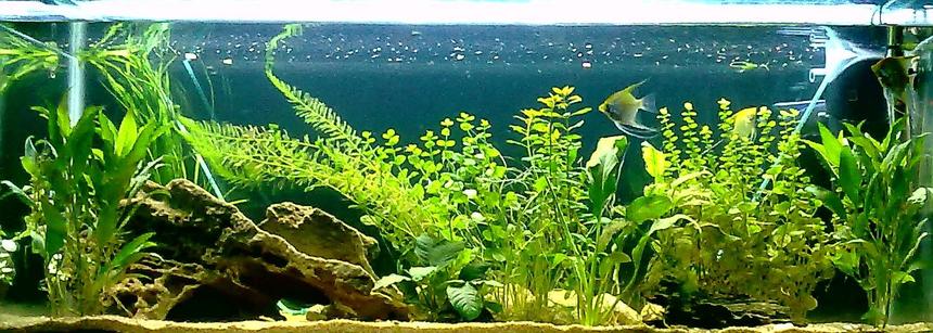 Rated #30: 67 Gallons Planted Tank - 255 litre freshwater, 2 months olds