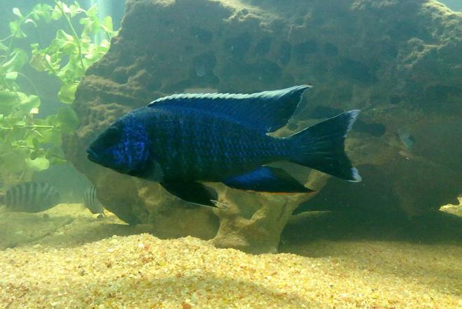 freshwater fish - aulonocara nyassae - blue peacock cichlid stocking in 67 gallons tank - blue peacock